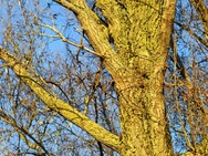 OnePlus 15 cameratest - Verder zoomen