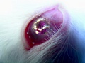 Bionische contactlens1