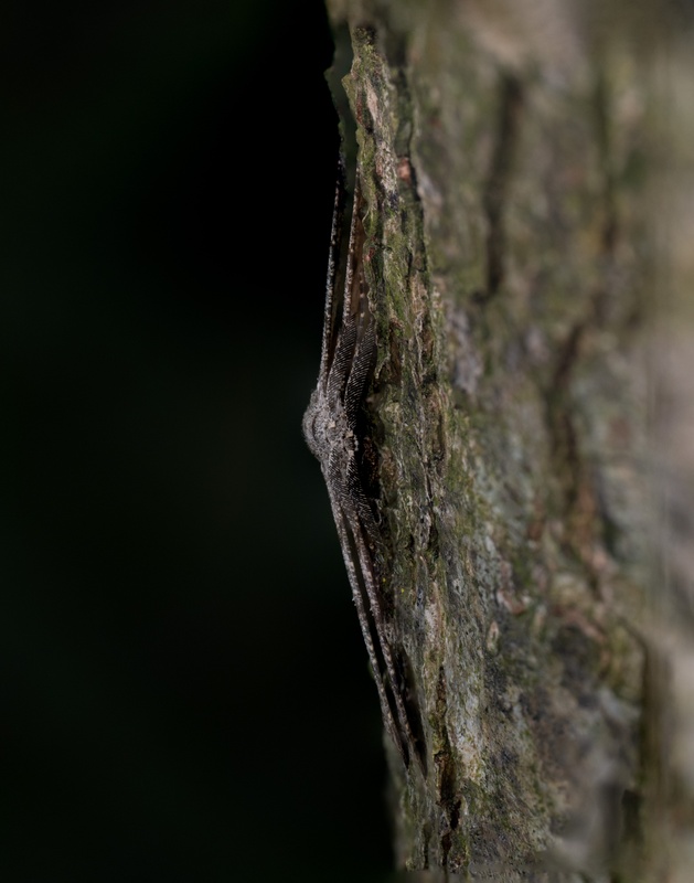 Afbeeldingslocatie: https://tweakers.net/i/EXSsfSt2514zJin3vMRJuMPGlzw=/x800/filters:strip_icc():strip_exif()/f/image/5nqKHyyke9ckq0ps46vP7UoW.jpg?f=fotoalbum_large