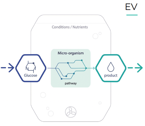 Van glocuse via micro-organismen naar product