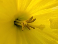 Cameratest Xiaomi 17 - Macro