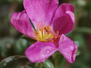OPPO Find X10 Pro Max camerapreview - Macro