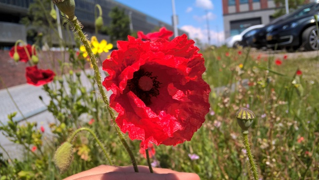 Foto gemaakt voor review Lumia 640