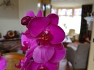 Losse camerasamples Galaxy S10
