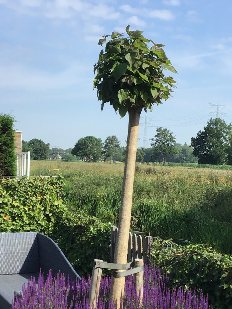 Afbeeldingslocatie: https://tweakers.net/i/Ffh35nAN95wTFJHIx_PXdnAle7w=/800x/filters:strip_icc():strip_exif()/f/image/D8jBMEYm1LBoq0G7HodfR2gL.jpg?f=fotoalbum_large