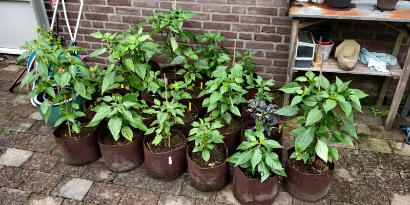 Afbeeldingslocatie: https://tweakers.net/i/FnET3g18_YBVugHGxNQEPmIEIzI=/800x/filters:strip_icc():strip_exif()/f/image/GUcP9GiF1HO7NHp3Osix5IVv.jpg?f=fotoalbum_large