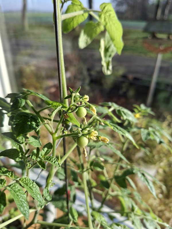 Afbeeldingslocatie: https://tweakers.net/i/FtBni_7WSSAcW9CWbJAQGDmmAR4=/x800/filters:strip_icc():strip_exif()/f/image/epe7pAC5heWVfNoOmufuDrOa.jpg?f=fotoalbum_large