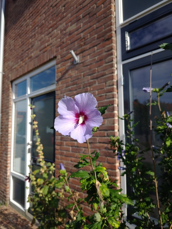 Afbeeldingslocatie: https://tweakers.net/i/Fux3DDfoSJ7m0avjWFnQM1I4LB8=/x800/filters:strip_icc():strip_exif()/f/image/pij8kqrT0s3SsuHymJ65yzAa.jpg?f=fotoalbum_large