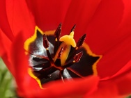 Phone 4a Pro cameratest - Macro V2