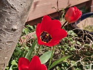 Phone 4a Pro cameratest - 2x zoom