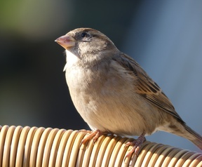 Beeldkwaliteit Panasonic FZ300