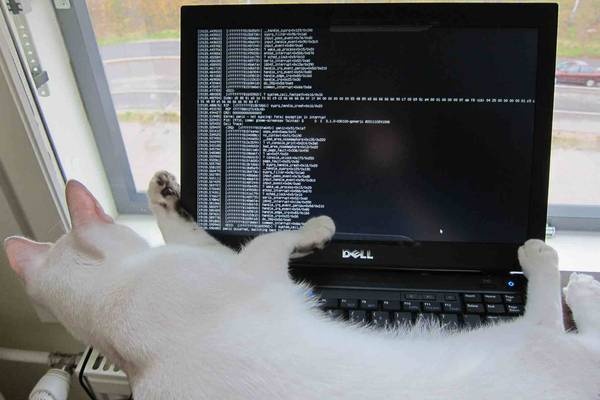 Kat op toetsenbord Dell-laptop (bron: BoingBoing)
