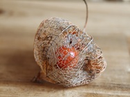 Cameratest Xiaomi 17 Ultra - Macro