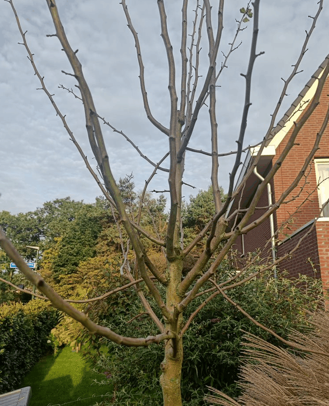 Afbeeldingslocatie: https://tweakers.net/i/GlV7GBRc80PiMnIit-F0V3R7A3s=/x800/filters:strip_exif()/f/image/bHJ9Qd5koPKRZ6bTvmVeCknA.png?f=fotoalbum_large