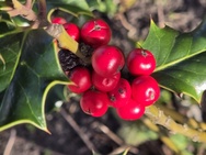 Cameratest Xiaomi 17 Ultra - Macro