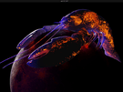 Responsieve wallpapers Ubuntu 23.04