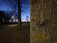 OnePlus 15 cameratest - Primair nachtmodus