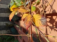 OnePlus 15 cameratest - Hoofdcamera overdag