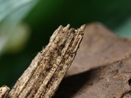 Cameratest Xiaomi 17 Ultra - Macro