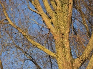 OnePlus 15 cameratest - Verder zoomen