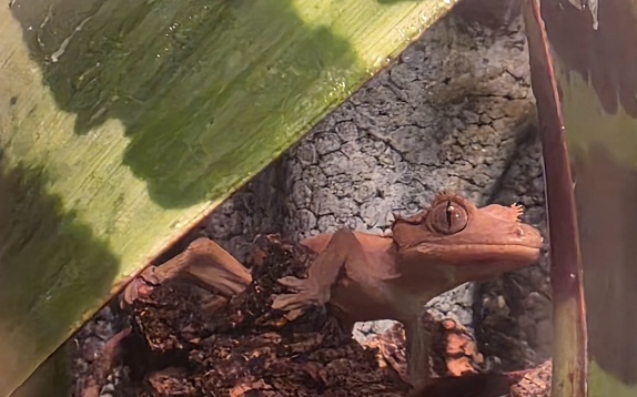 Afbeeldingslocatie: https://tweakers.net/i/ITlw9Gth3LwSSpH8rwy2srRVlkE=/fit-in/4920x3264/filters:max_bytes(3145728):no_upscale():strip_icc():strip_exif()/f/image/em84D9riHGG0ANvR84np9nM0.jpg?f=user_large