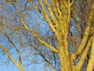 OnePlus 15 cameratest - Telecamera