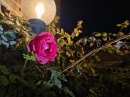 OnePlus 15 cameratest - Primair nachtmodus