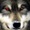 avatar van pcwolf
