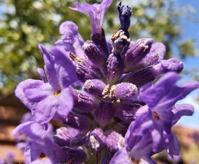 Cameratest - Macro