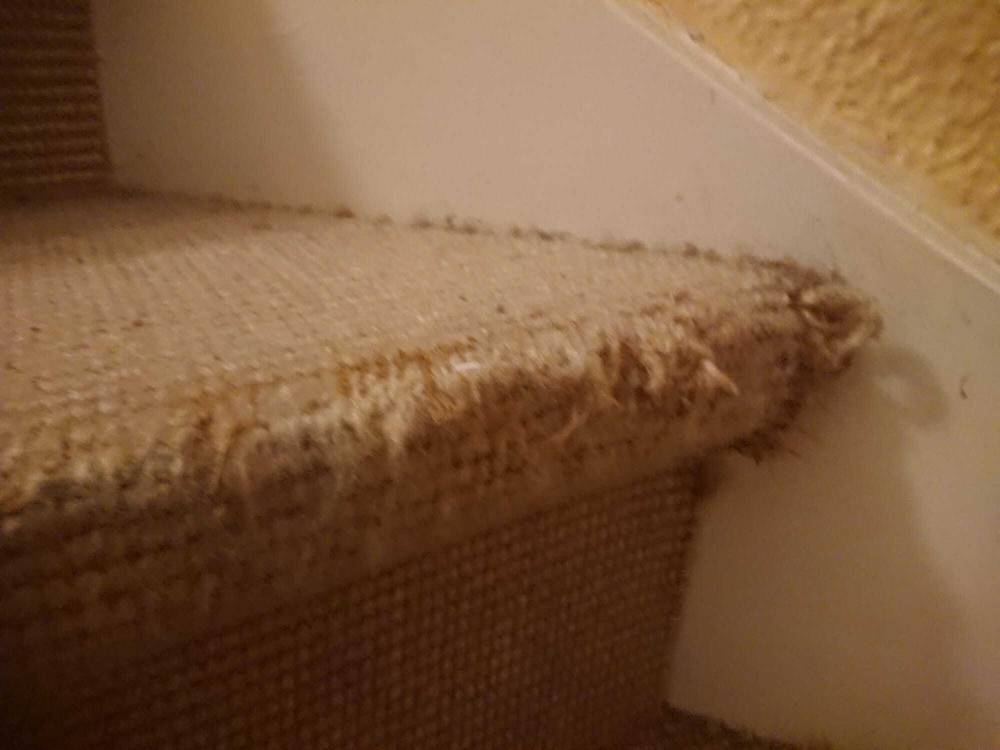Hoe voorkom ik dat de kat de krullen van de trap krabt..? - Wonen - GoT