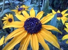 Budget smartphones (150 - 250 euro) Macrocamera