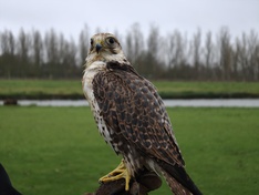 Afbeeldingslocatie: https://tweakers.net/i/JEJ_9ku17UF24qWw1G8Cyidi-Ic=/234x176/filters:strip_icc():strip_exif()/f/image/7okk3ogAeqid6TXiyItzvjMR.jpg?f=fotoalbum_medium