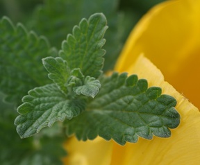 Cameratest preview OPPO Find X9 Ultra - Macrofoto's