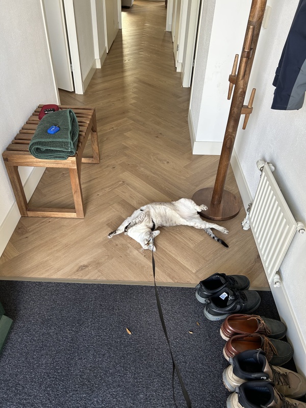 Afbeeldingslocatie: https://tweakers.net/i/Jr6ybgG5_7KhWoxg6VNor7dvkmI=/x800/filters:strip_icc():strip_exif()/f/image/WmoI3aB357GDhidDIuuFufOm.jpg?f=fotoalbum_large