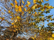 OnePlus 15 cameratest - Ultrawide