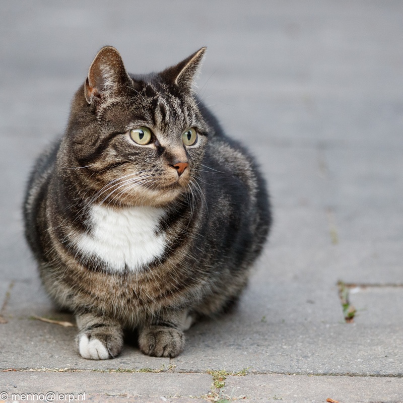 Afbeeldingslocatie: https://tweakers.net/i/K-mEuRd1VT1cSlu7Yz-6U10K0Vs=/800x/filters:strip_icc():strip_exif()/f/image/0HE2TXKBGKnwJAsPi73H9cpV.jpg?f=fotoalbum_large