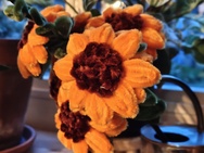 Phone 4a Pro cameratest - 2x zoom