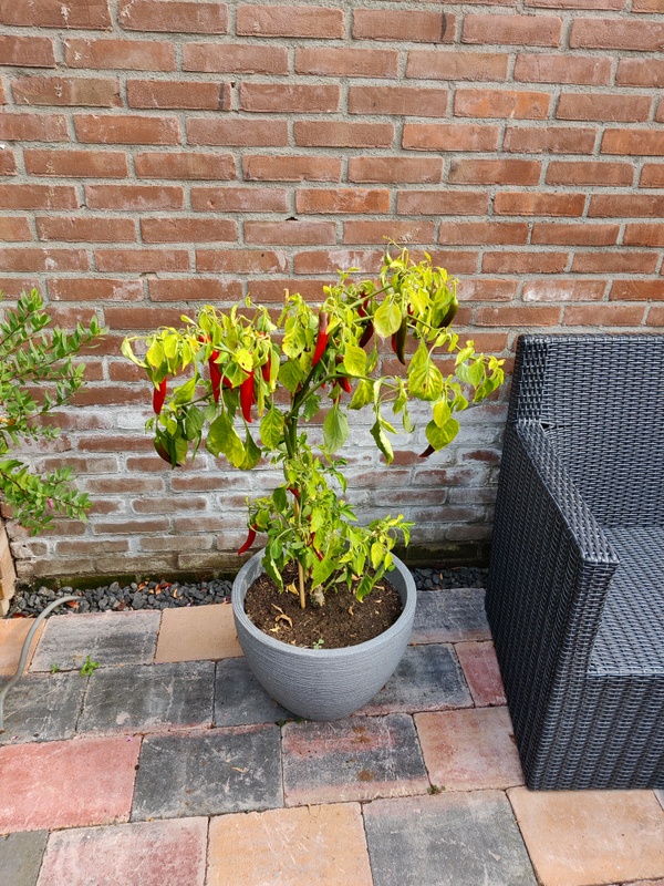Afbeeldingslocatie: https://tweakers.net/i/Ko7Fr9PTTgBZXUuplo1LZYheUzw=/x800/filters:strip_icc():strip_exif()/f/image/iZc7S1wRPZtDtLnUfsgQUOWG.jpg?f=fotoalbum_large