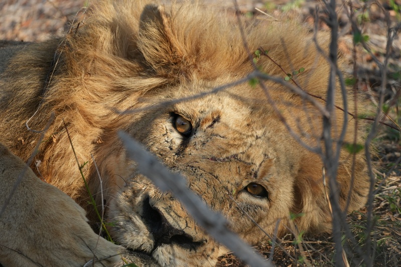 Afbeeldingslocatie: https://tweakers.net/i/L9GihGJ2J69xVGZuR3cgXoDo1qk=/800x/filters:strip_icc():strip_exif()/f/image/Bx8OJzJ6mxSK1hX7WwH4yrmY.jpg?f=fotoalbum_large