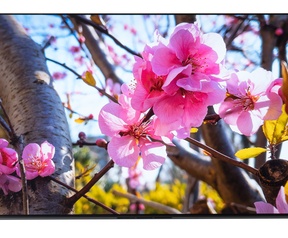 Sony Bravia 8 II uiterlijk