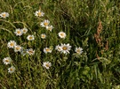 Cameratest - 2x zoom