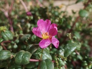 OPPO Find X10 Pro Max camerapreview - 2x zoom