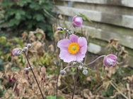 Pixel 11 Pro (XL) cameratest - 2x zoom goed licht
