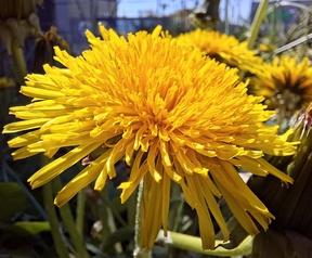 Foto met de A57 macrocamera (links) en hoofdcamera