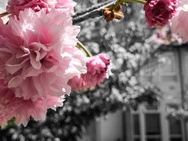 Adobe Photoshop Mix