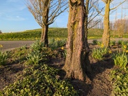 Xiaomi 17 Cameratest - Primair (overdag)