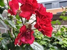 Cameravergelijking - 2x zoom