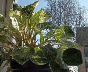 Cameratest Samsung Tab A11 en A11+ - Primair