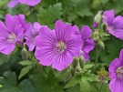 Cameravergelijking - 2x Zoom