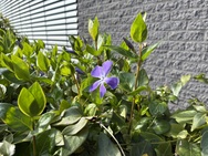 Cameratest iPhone 17e - Hoofdcamera